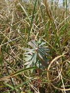 Euphorbia portlandica L. resmi