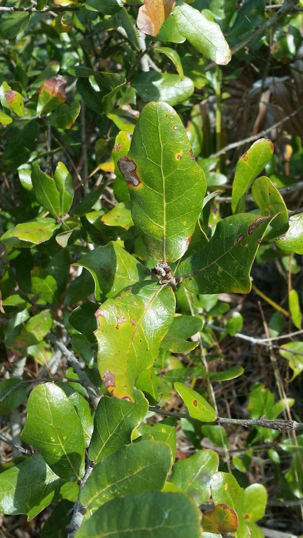 Image of Chapman Oak