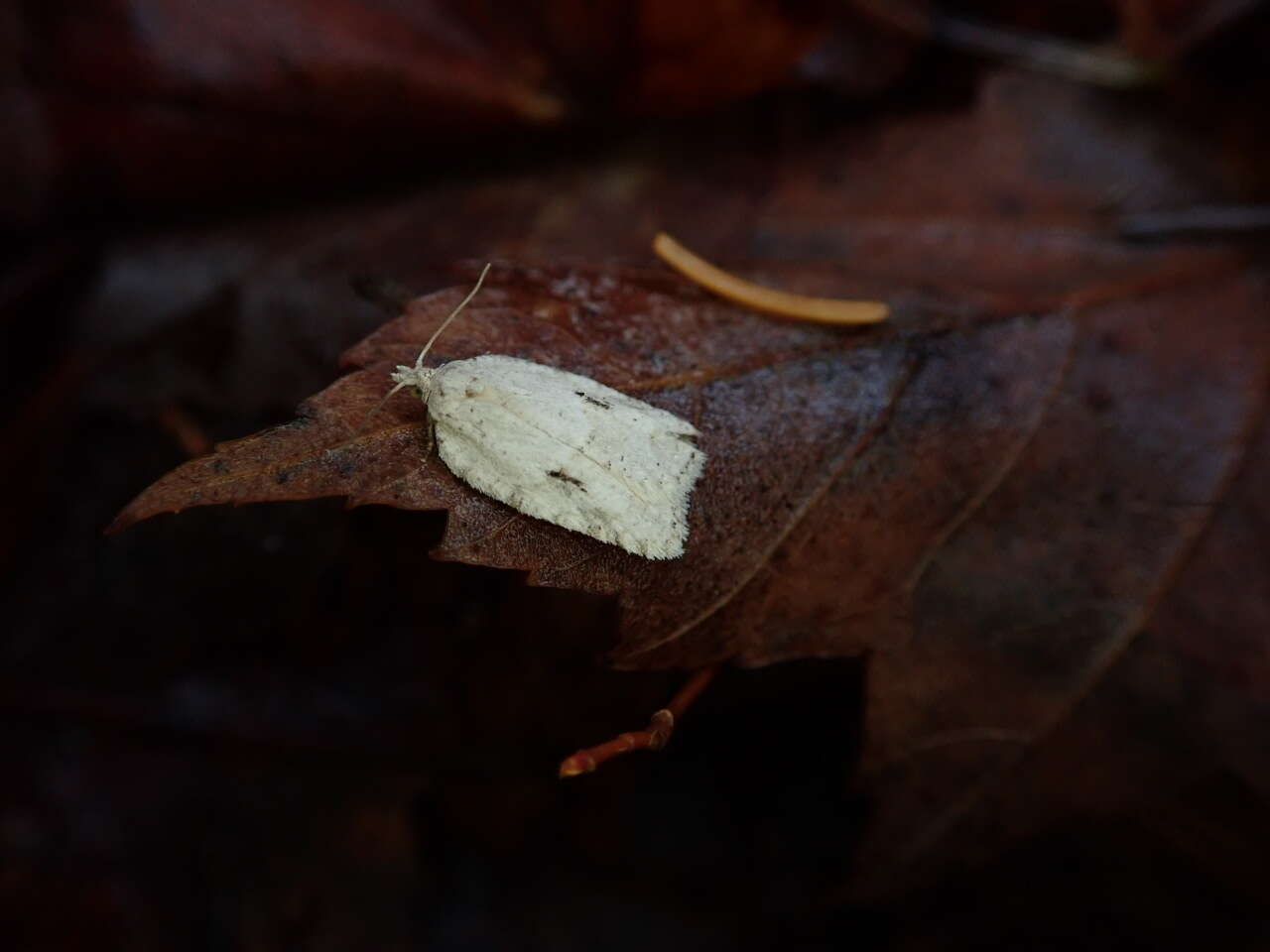 صورة Acleris placidus Yasuda & Kawabe 1980