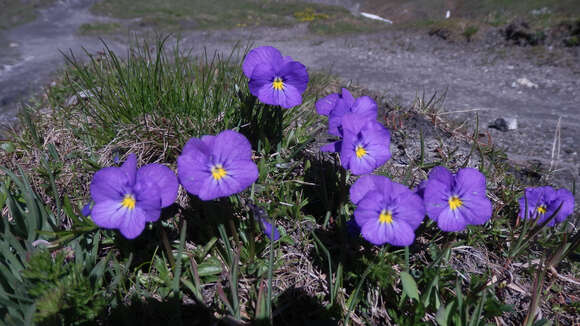 Слика од Viola calcarata L.