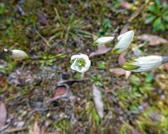 صورة Gentianella polysperes (L. G. Adams) Glenny