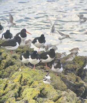 Image de Haematopus ostralegus ostralegus Linnaeus 1758