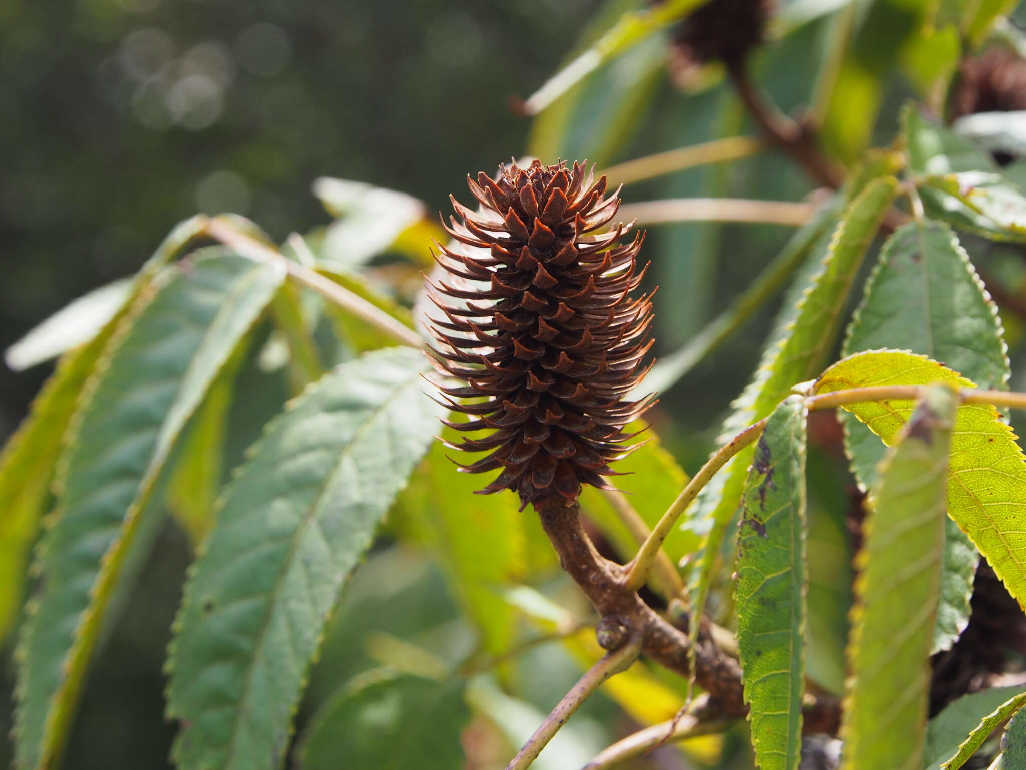 Image of Platycarya