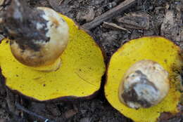 Image of Aureoboletus citriniporus (Halling) Klofac 2010