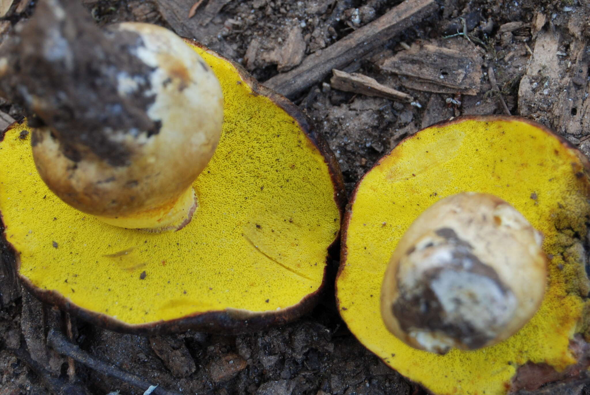 Image of Aureoboletus citriniporus (Halling) Klofac 2010