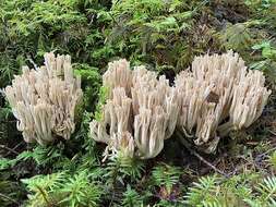 Image of Ramaria concolor (Corner) R. H. Petersen 1975