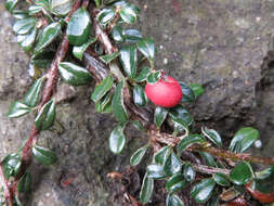 Image of Chinese rockspray