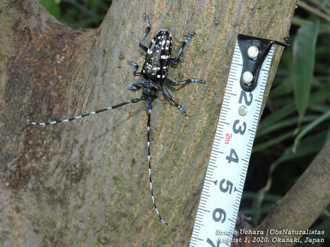 Anoplophora glabripennis (Motschulsky 1854) resmi