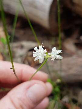 Image of Xanthosia atkinsoniana F. Müll.