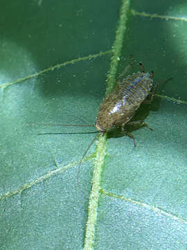 Image of tawny cockroach