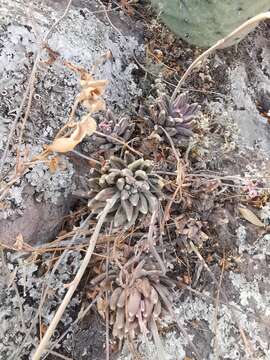 Image of Pachyphytum compactum Rose