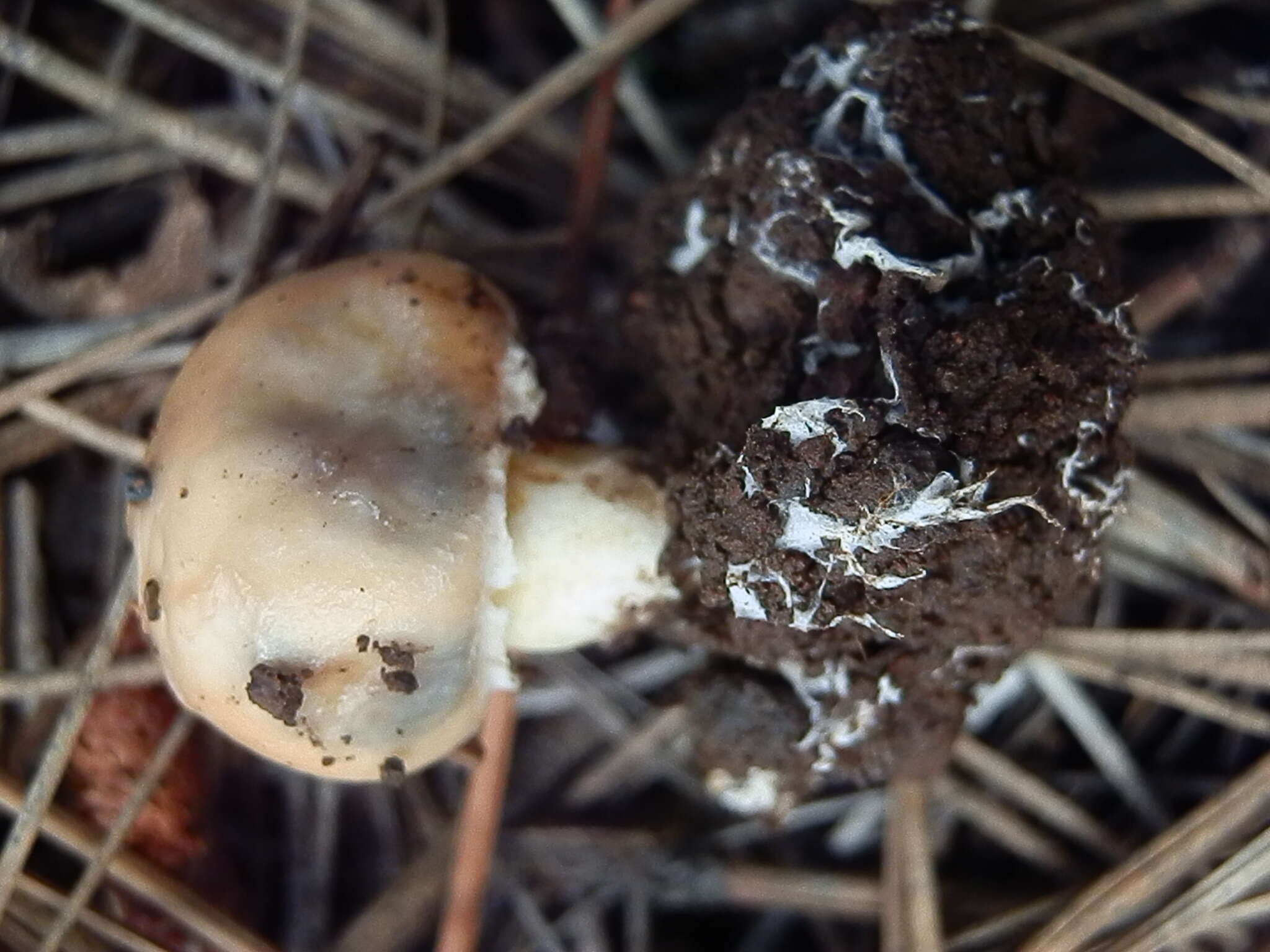 Plancia ëd Suillus occidentalis Thiers 1976