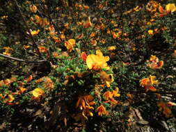 Sivun Pultenaea scabra R. Br. kuva