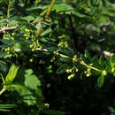 صورة Rubia tenuifolia d'Urv.