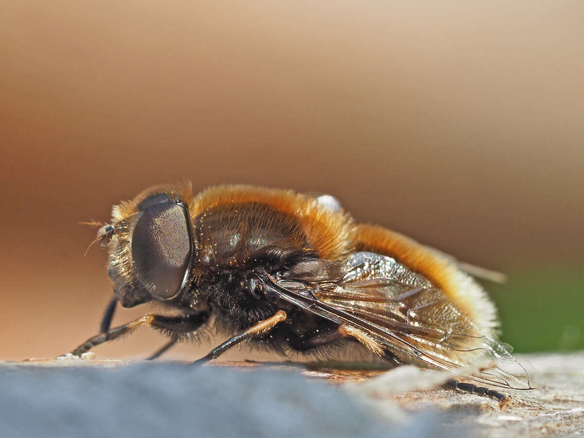 Image of Eristalis intricaria (Linnaeus 1758)