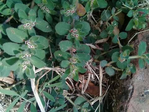 Imagem de Euphorbia velleriflora (Klotzsch & Garcke) Boiss.