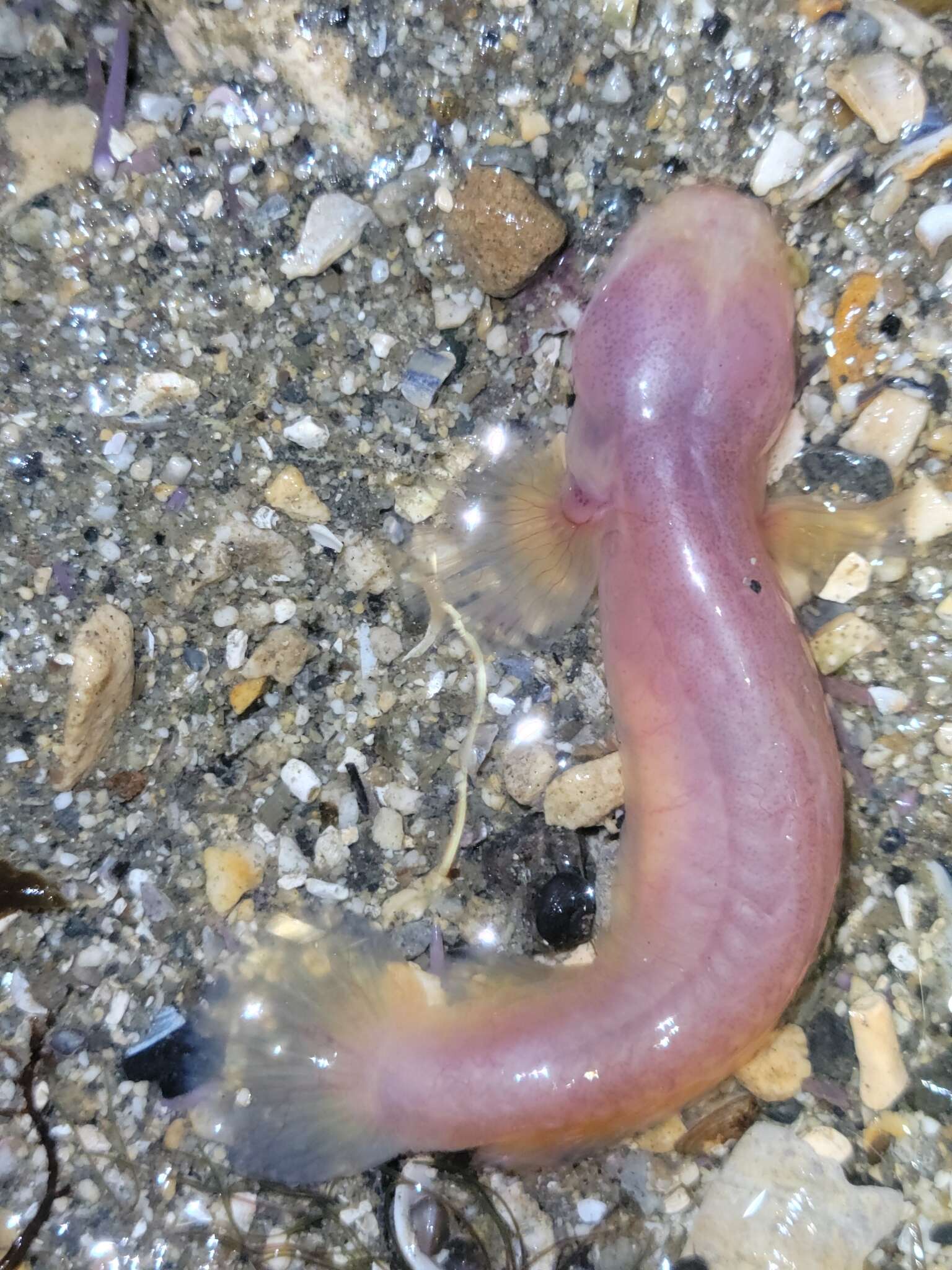 Image of Blind goby