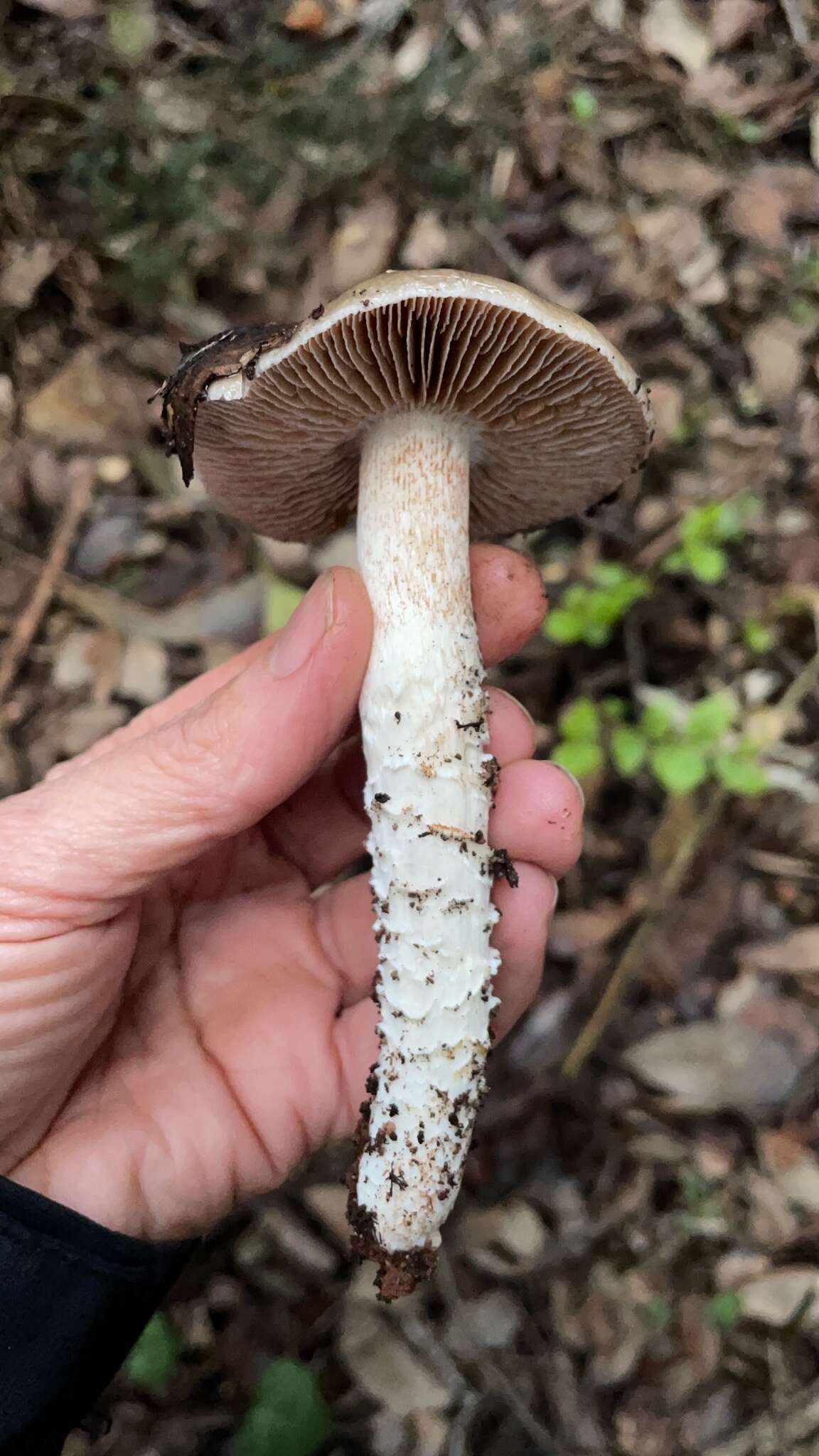 Image of Cortinarius livido-ochraceus (Berk.) Berk. 1860