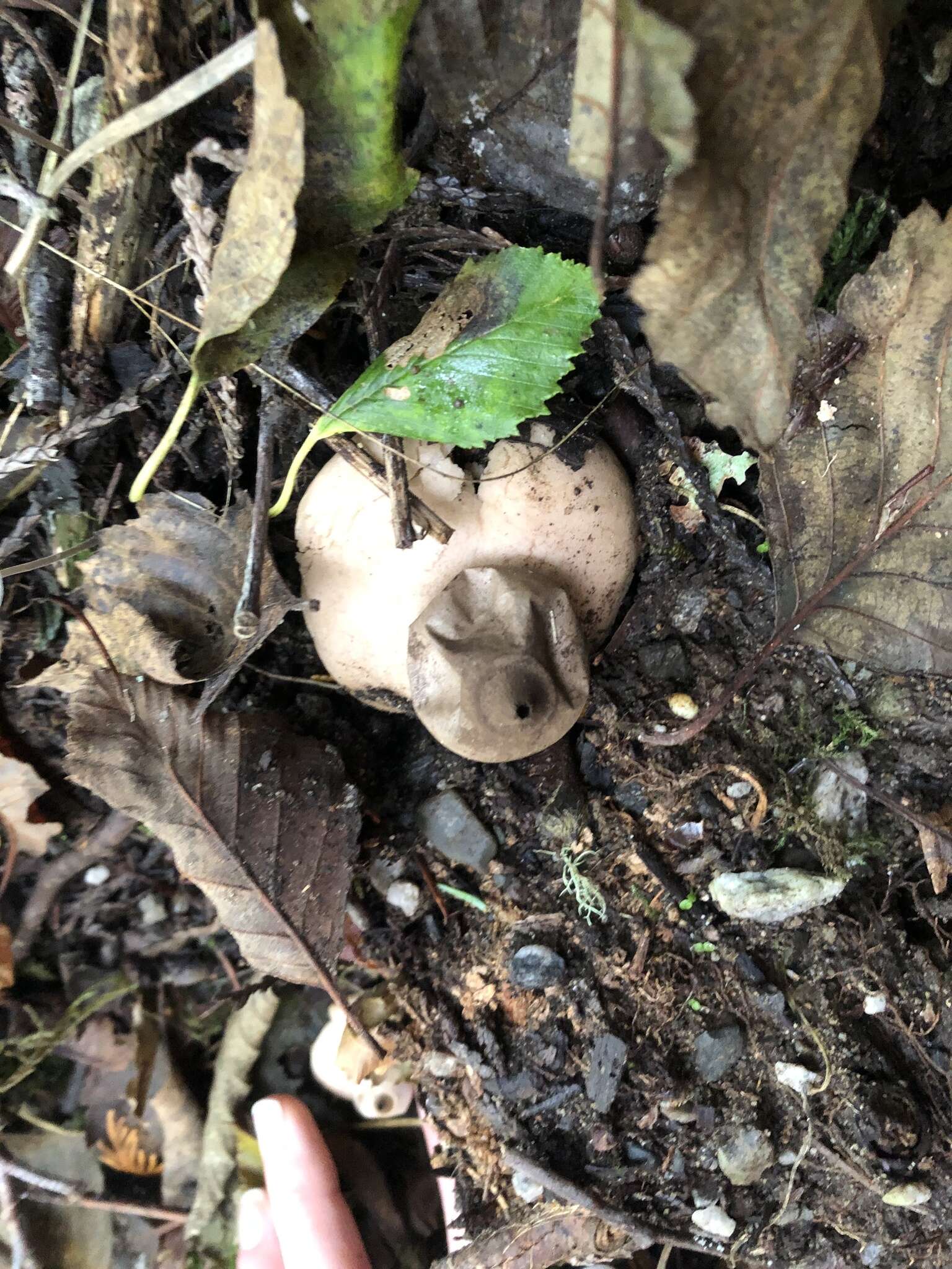 Image of Red-brown Earthstar