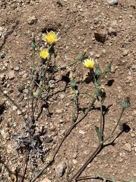 Image of Fendler's desertdandelion