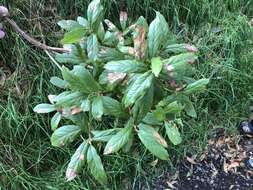 Plancia ëd Vaccinium calycinum Sm.