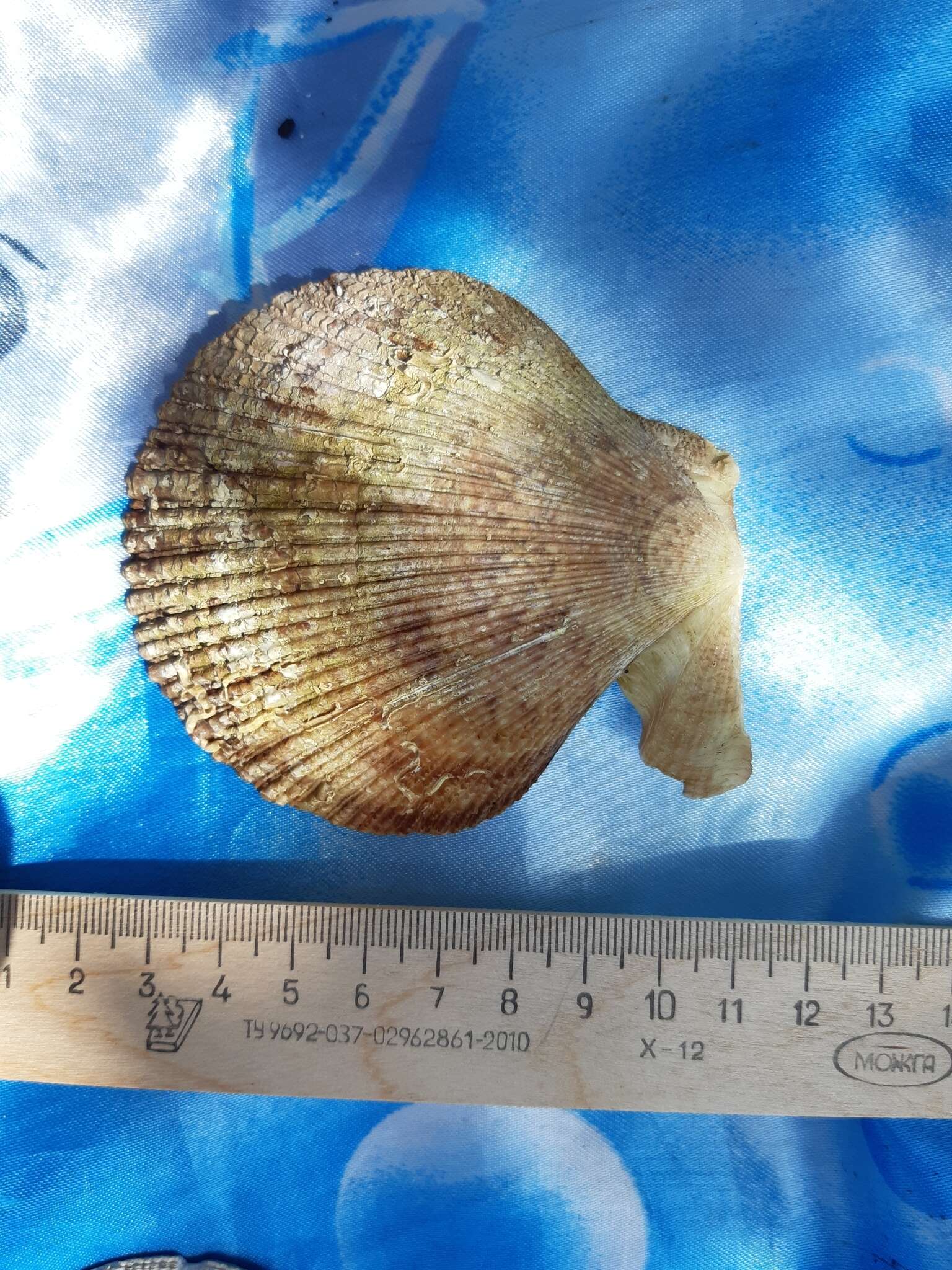 Azumapecten farreri (Jones & Preston 1904) resmi