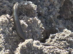 Image of Mottled Snake-eyed Skink