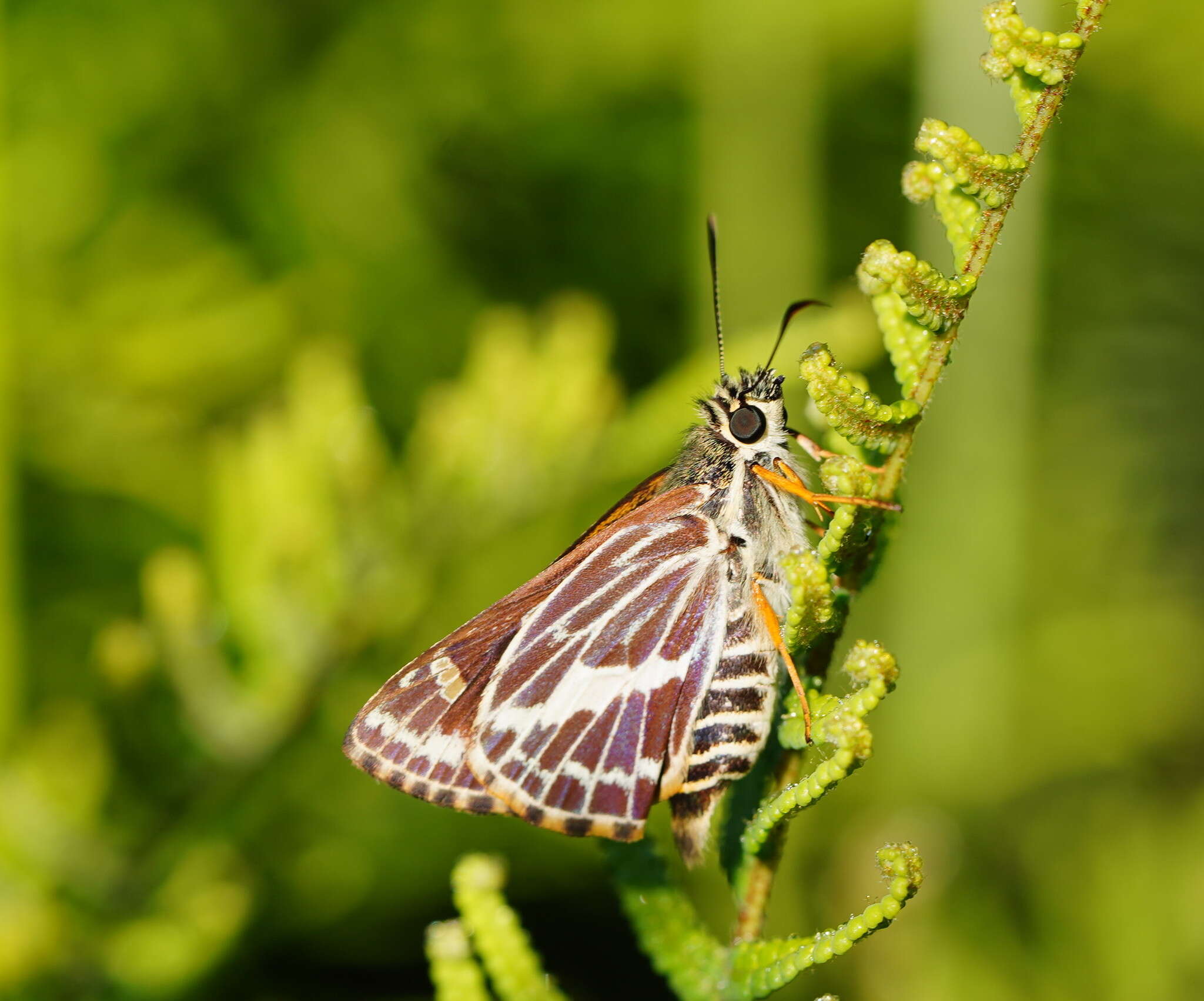 Hesperilla picta Leech 1815 resmi