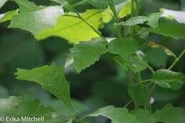 Image of Swamp White Oak