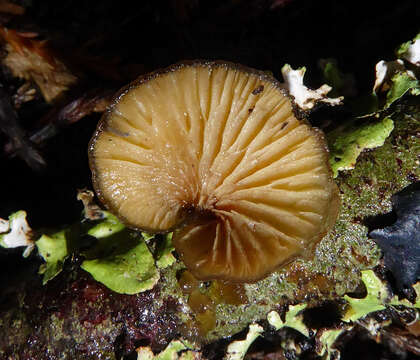 Image of Hohenbuehelia brunnea G. Stev. 1964