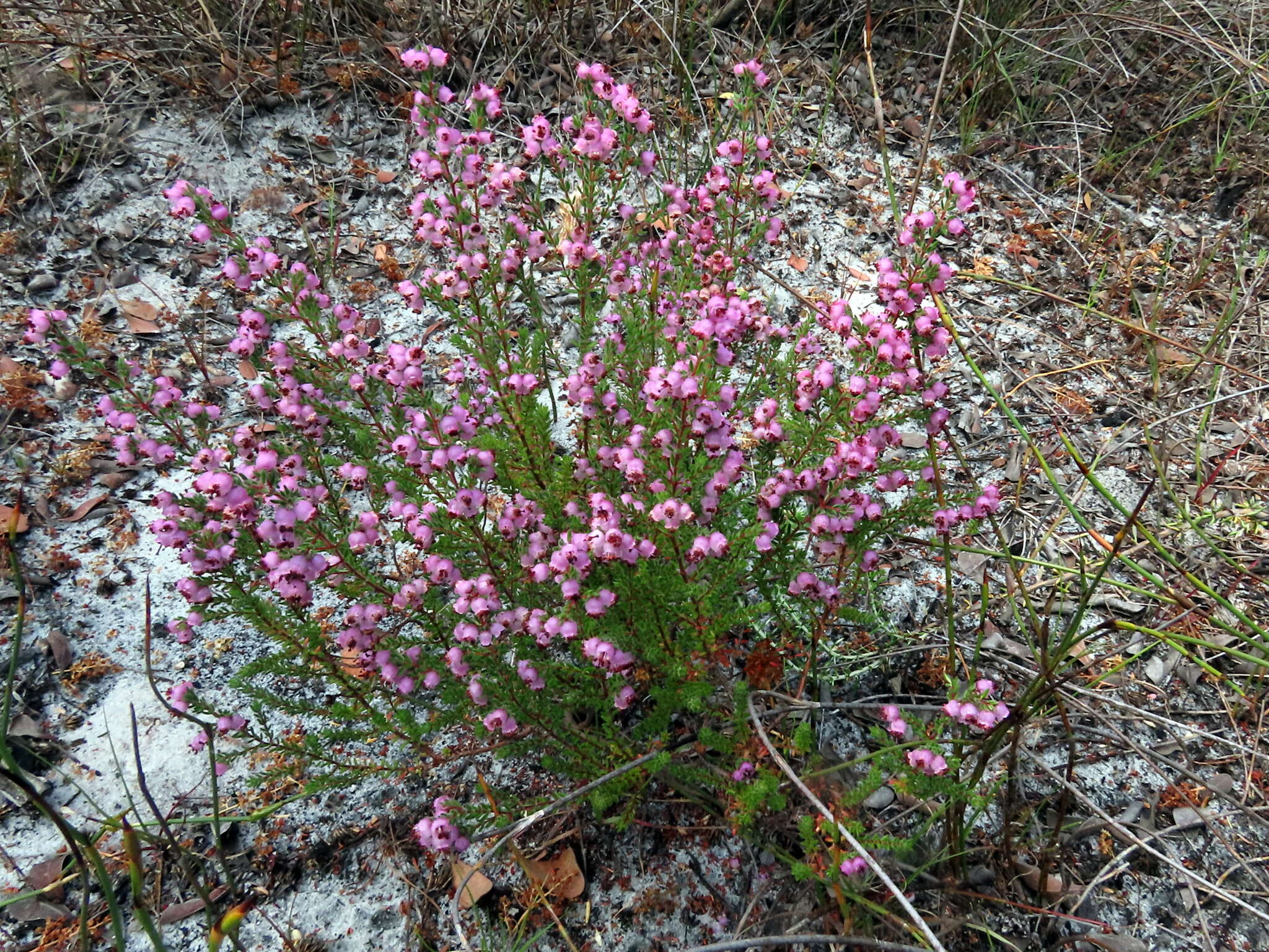 Image of Erica turgida Salisb.