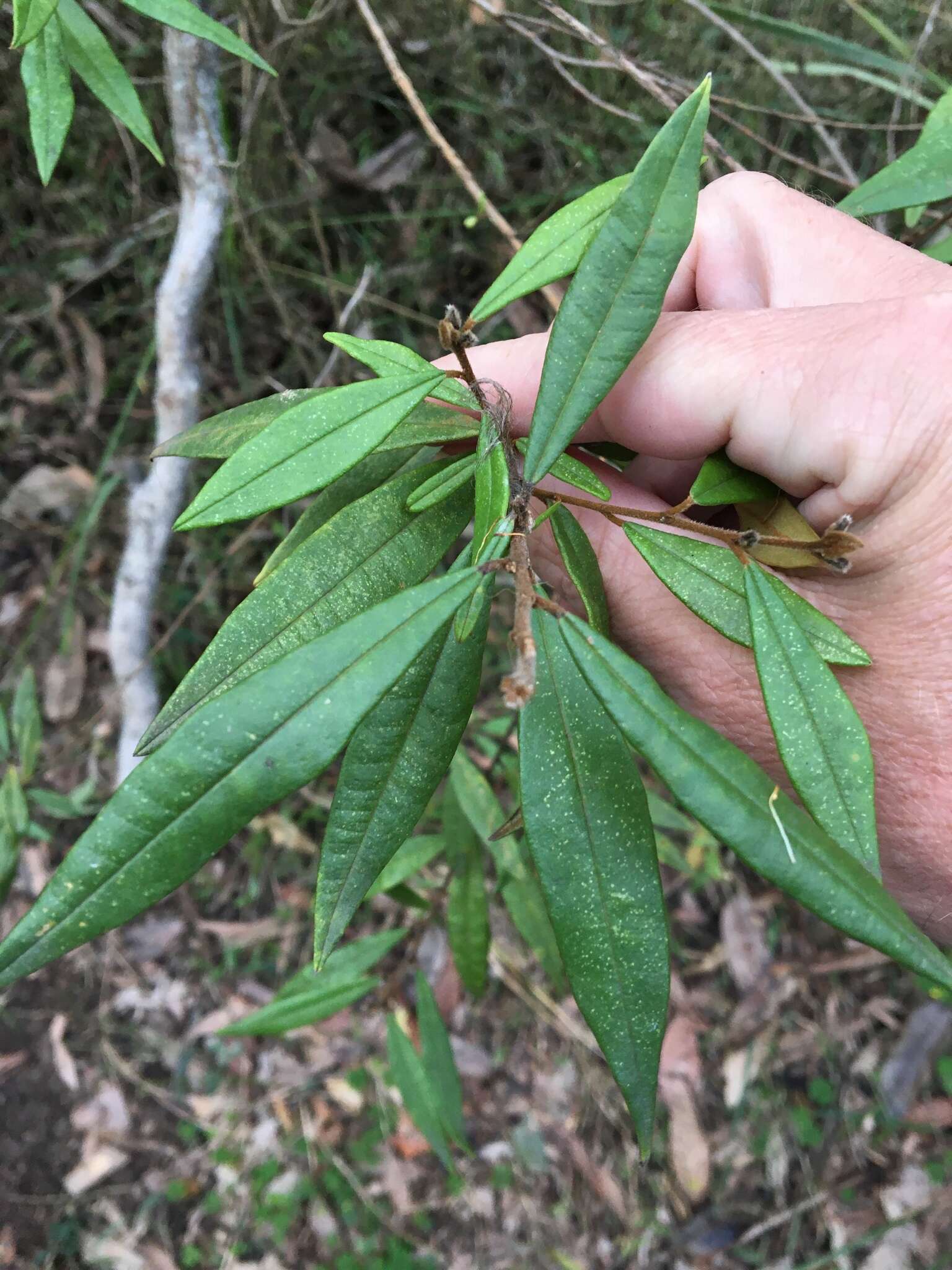 Слика од Hovea acutifolia G. Don