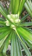 Imagem de Pandanus analamerensis Huynh