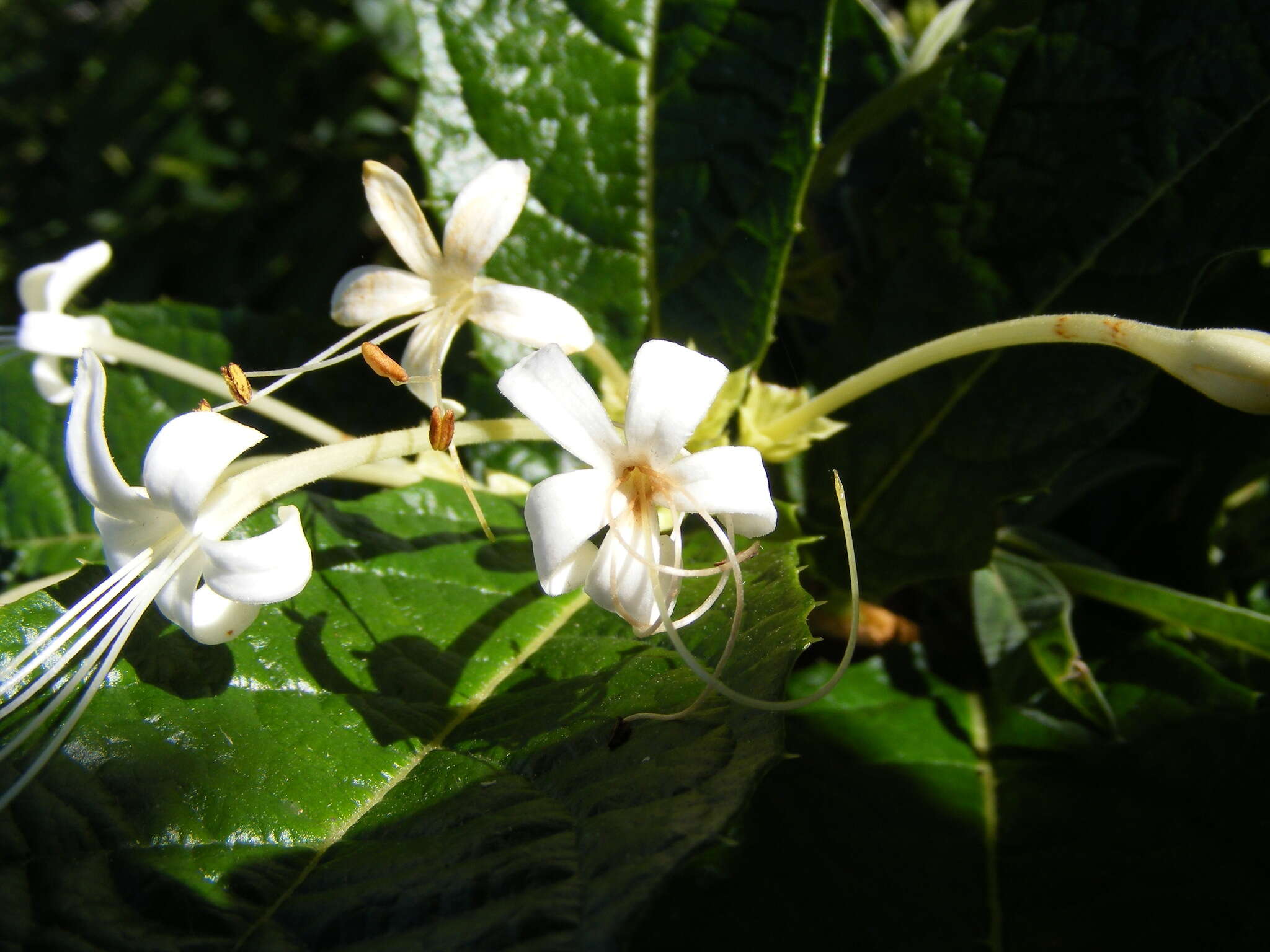 Слика од Ovieda spinosa L.