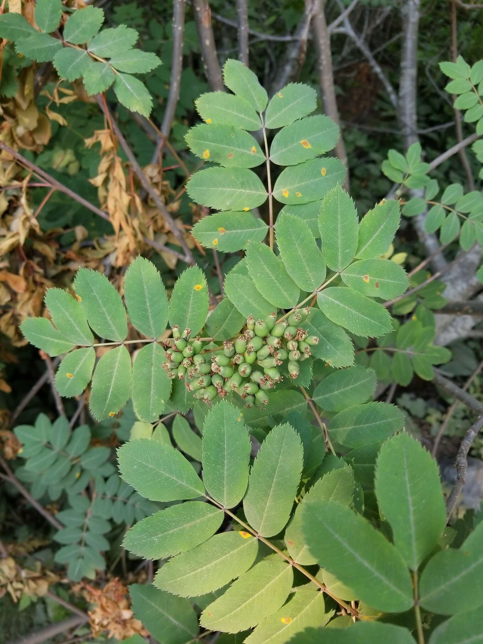 Image of western mountain ash