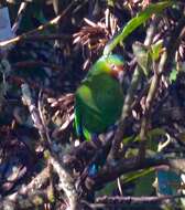 Image of Red-faced Parrot