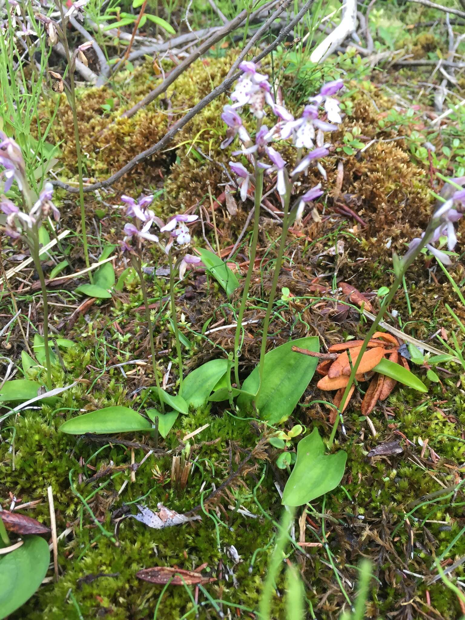 Galearis rotundifolia (Banks ex Pursh) R. M. Bateman resmi