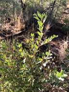 Image de Terminalia supranitifolia N. B. Byrnes