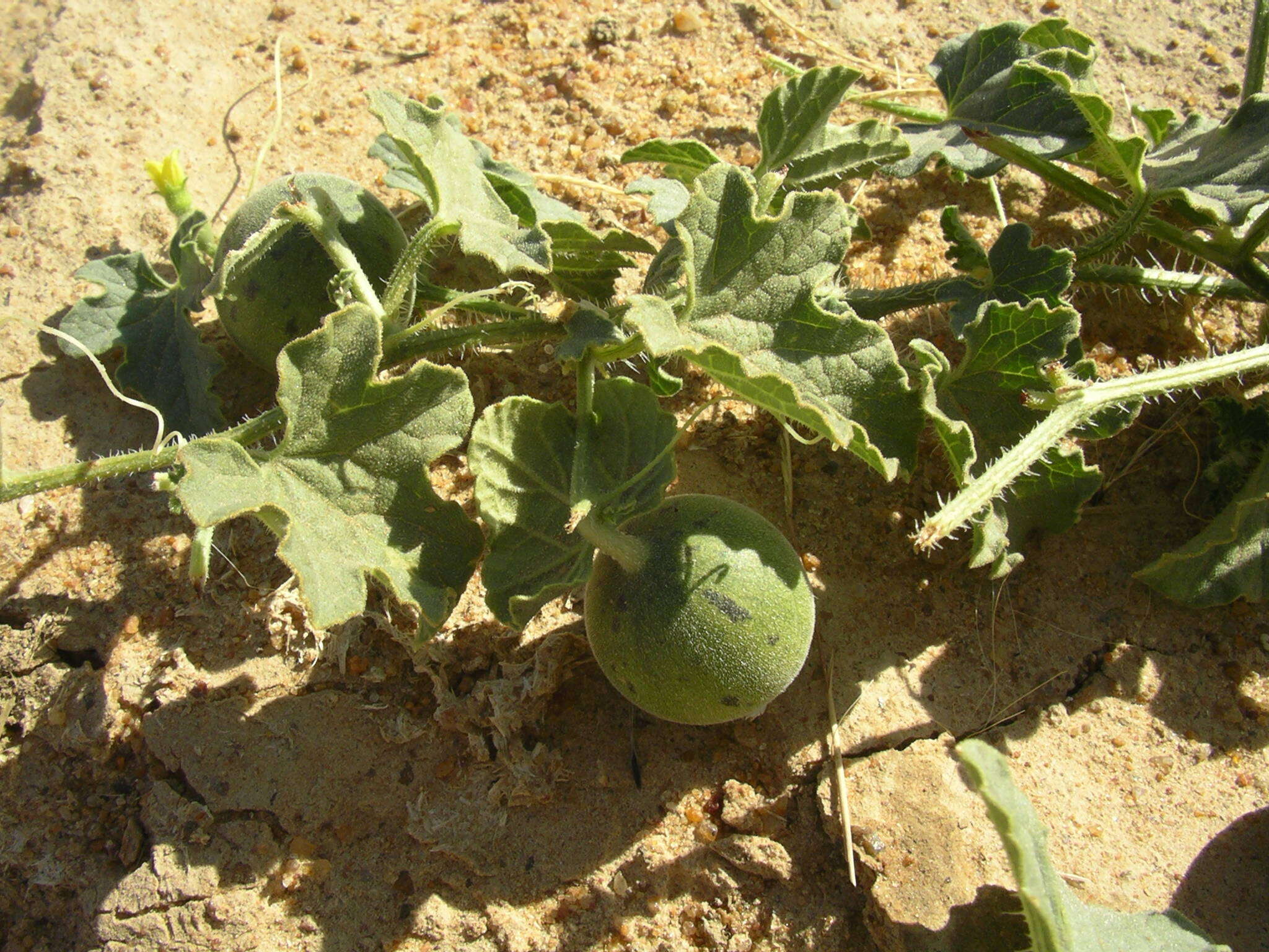 Image of Cucumis melo var. agrestis Naudin