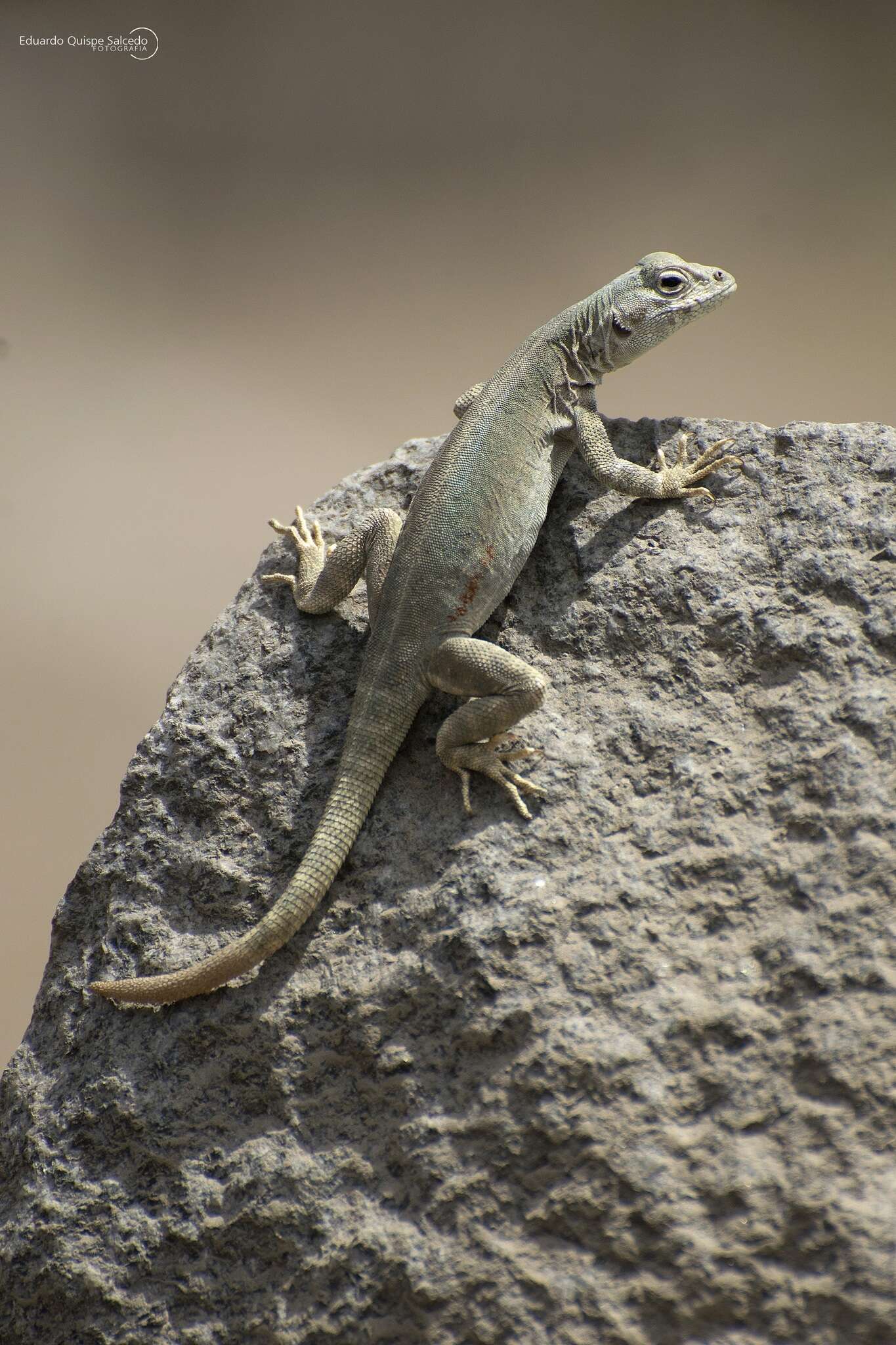 Image of Tiger Pacific Iguana