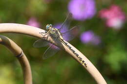 Image of Olive Clubtail