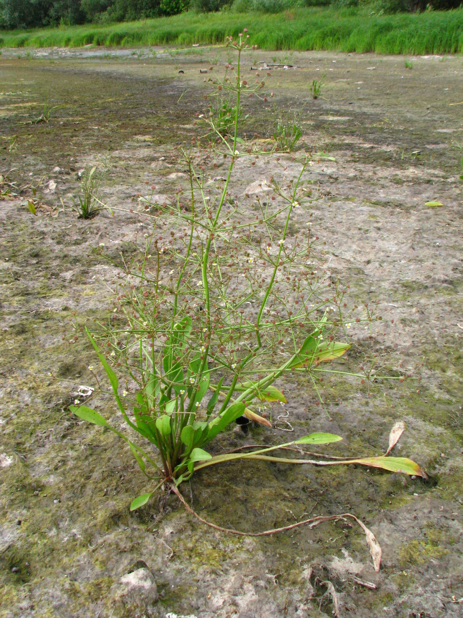 Image of Narrowleaf Water-plantain