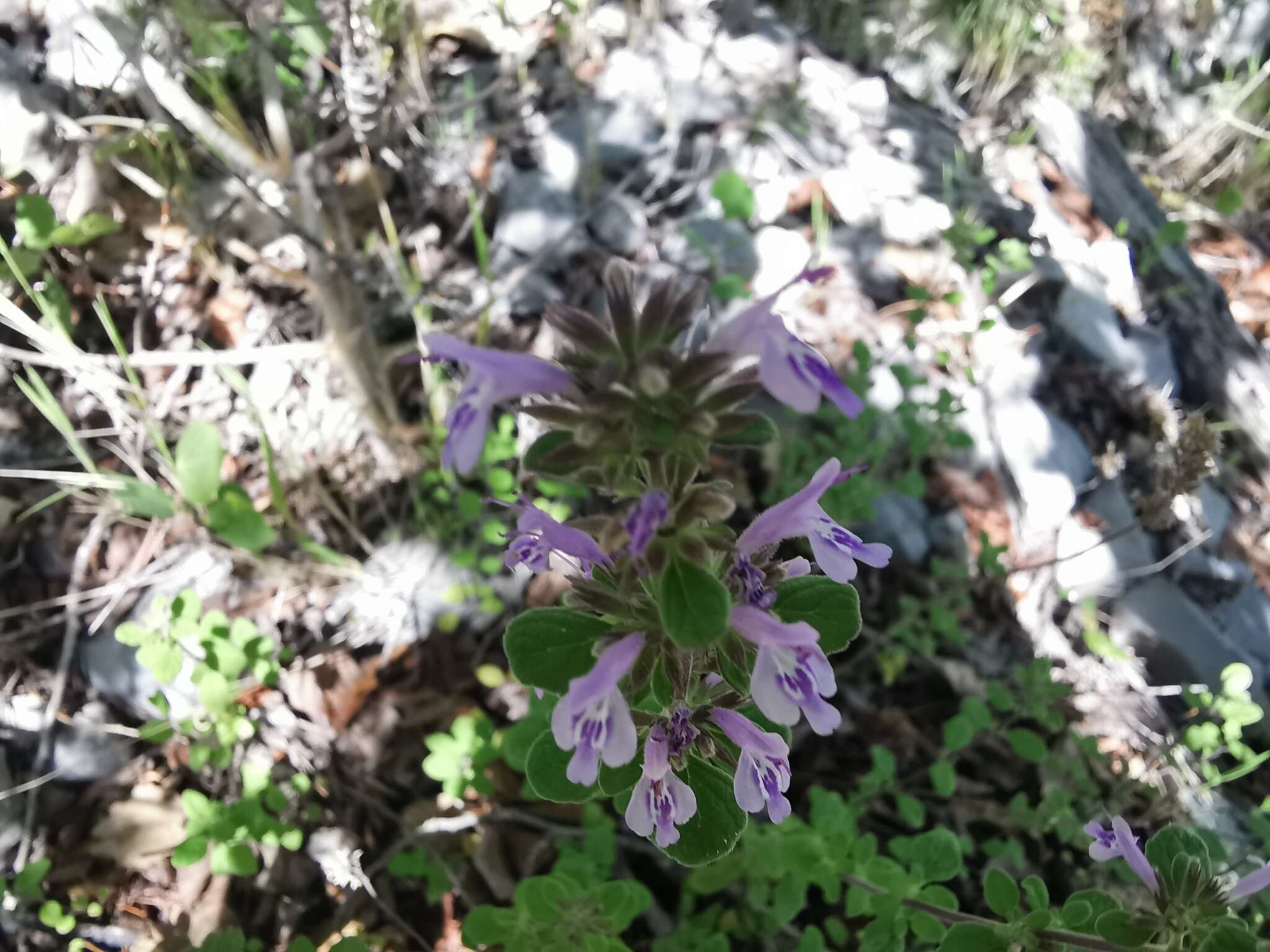 Image of Hedeoma palmeri Hemsl.