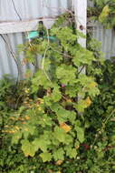 Image of tree mallow