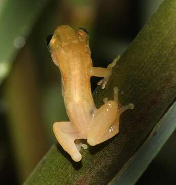 Image of Pickersgill's Banana Frog