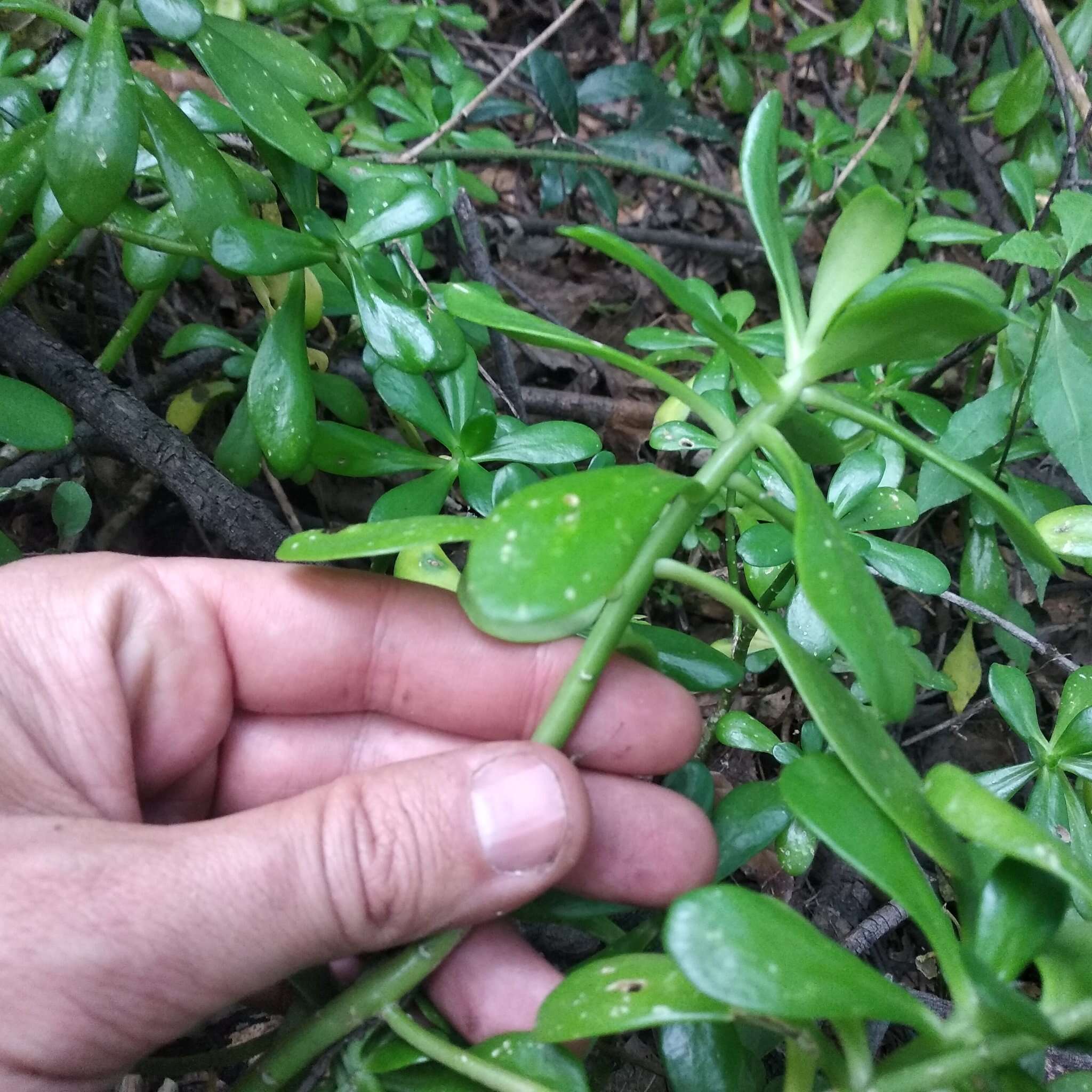 Image of tree stonecrop