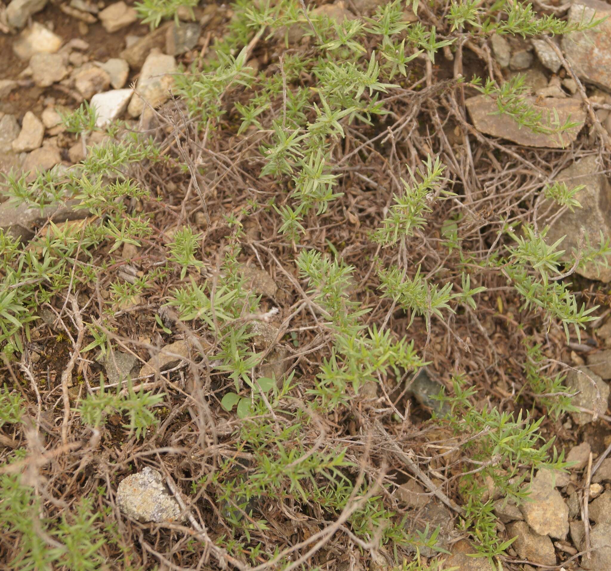 صورة Thymus callieri Borbás ex Velen.