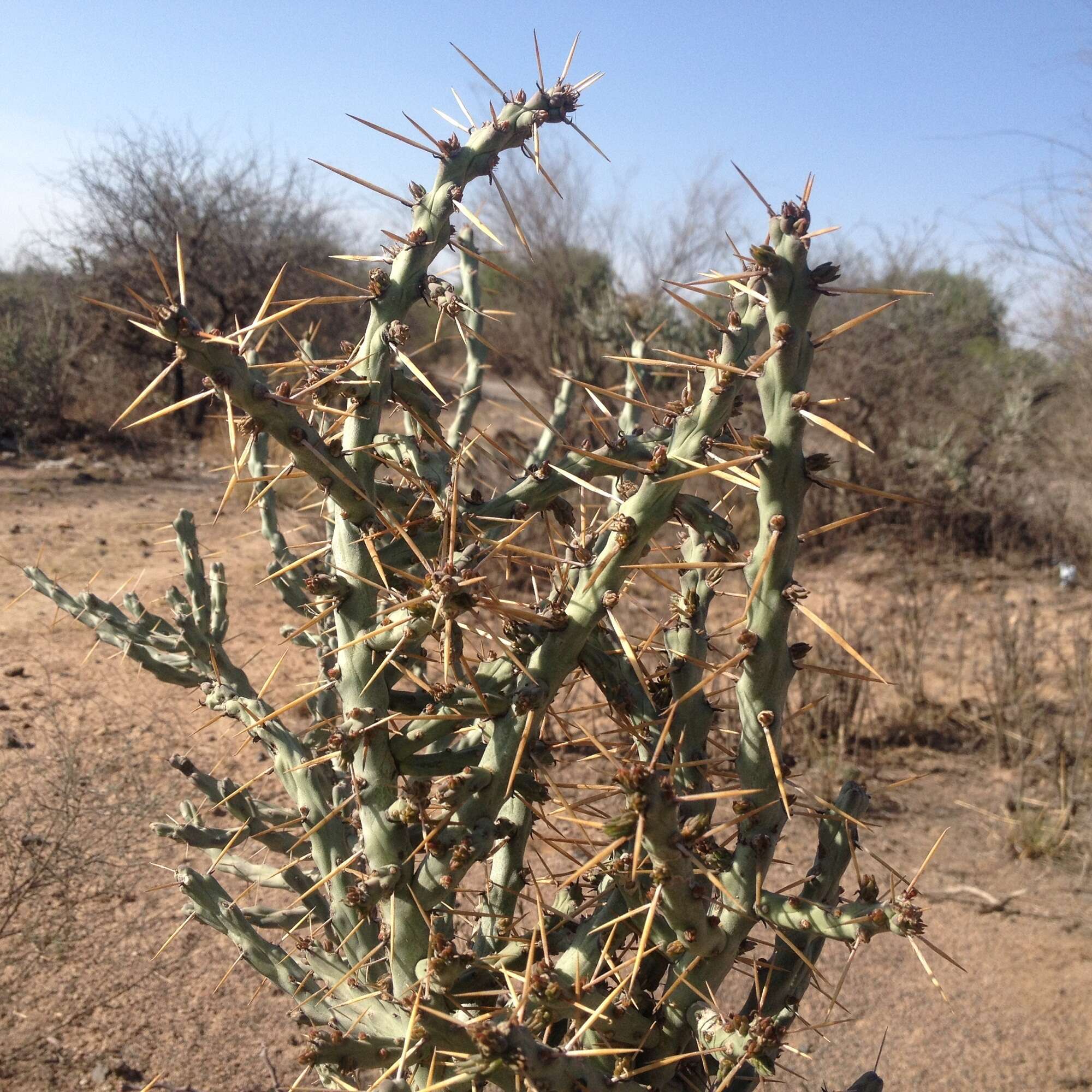 Image de Cylindropuntia kleiniae (DC.) F. M. Knuth