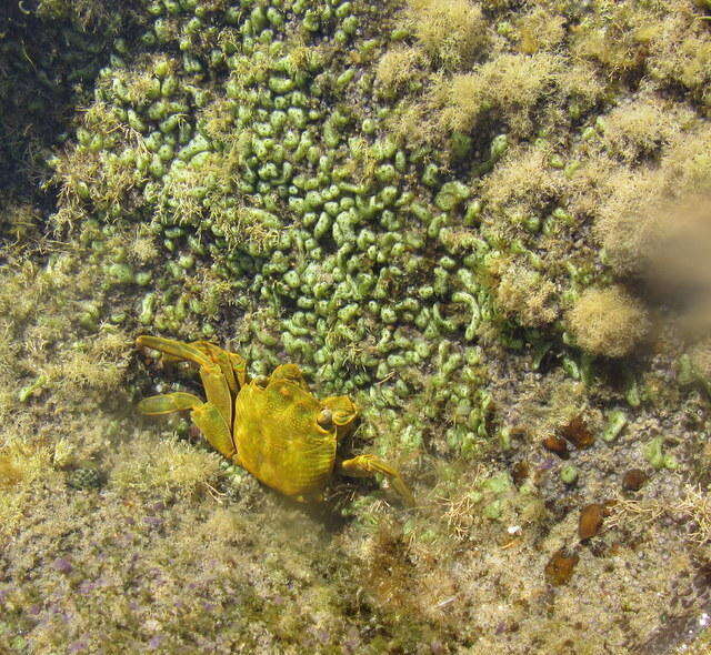 Image of Grapsus fourmanoiri Crosnier 1965