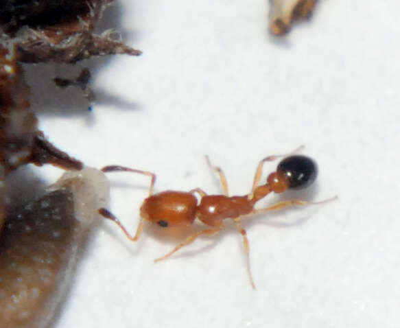 Image of Ant